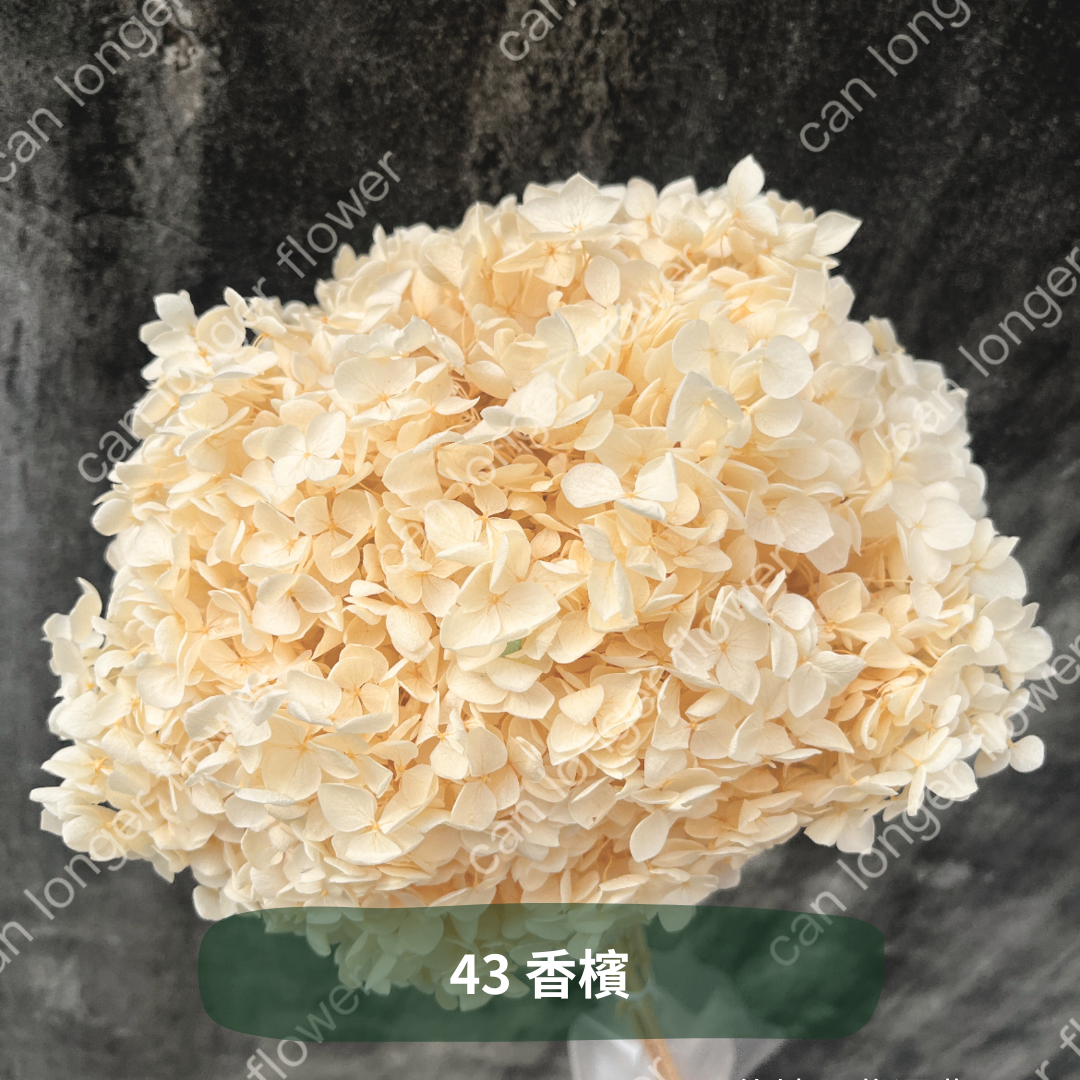 ✿ 台灣現貨 ✿ PF005 安娜繡球 單支 繡球花 繡球 紫陽花