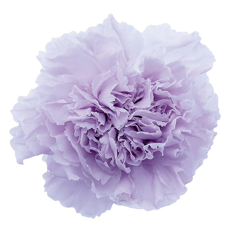 ✿ 台灣現貨 ✿ 花大伯 日本大地農園 02380 康乃馨5~6.5cm 8朵裝 原裝 款式色彩齊全 不凋主花