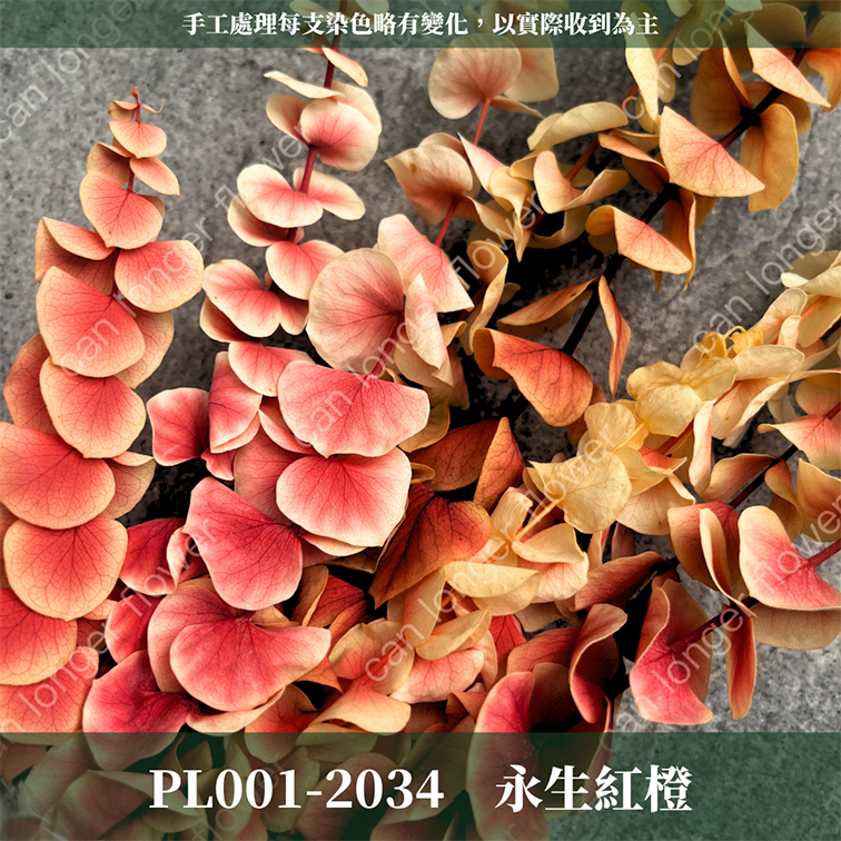 PL001 DL001 寶貝尤加利 圓葉尤加利 台灣現貨