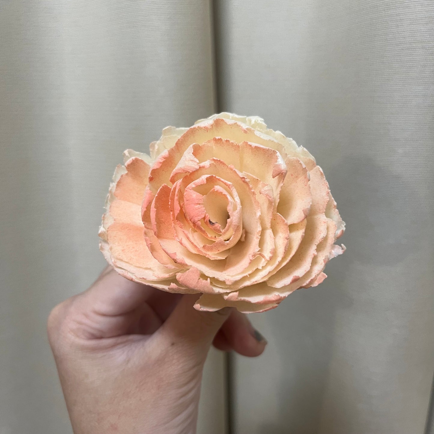 ✿ 台灣現貨 ✿ S-R 索拉花 6CM 通草花 擴香花 波斯 波斯菊 波斯玫瑰