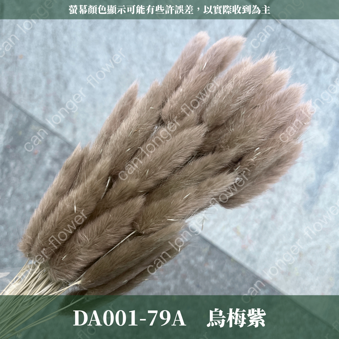 DA001 兔尾草 原裝約50-60支 台灣現貨