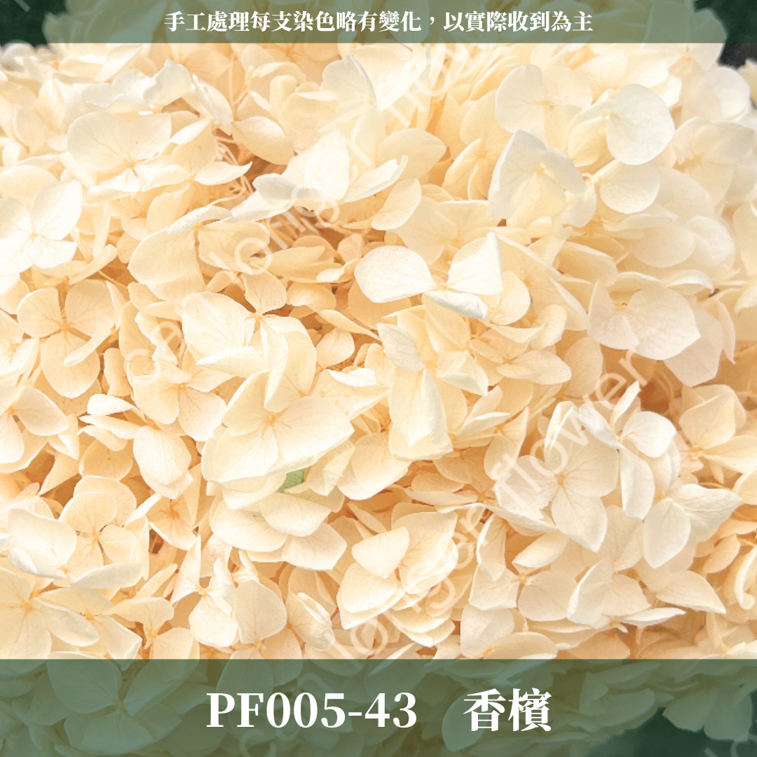 PF005 安娜繡球 單支 繡球花 台灣現貨 繡球 紫陽花