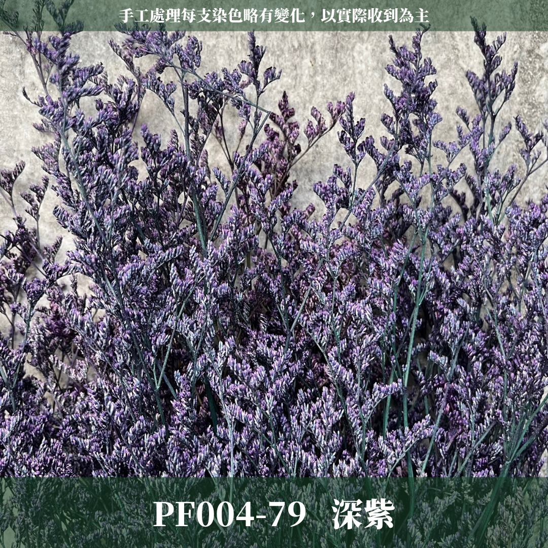 PF004 卡斯比亞/情人草 原裝 台灣現貨