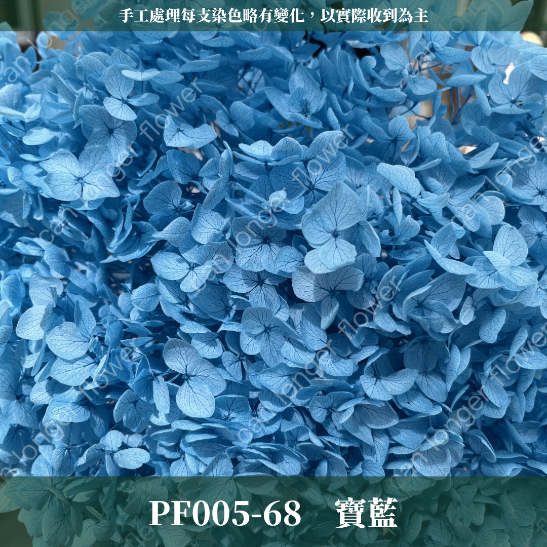 PF005 安娜繡球 單支 繡球花 台灣現貨 繡球 紫陽花
