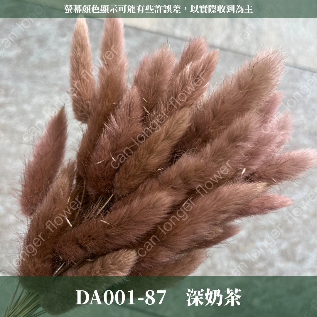 DA001 兔尾草 原裝約50-60支 台灣現貨