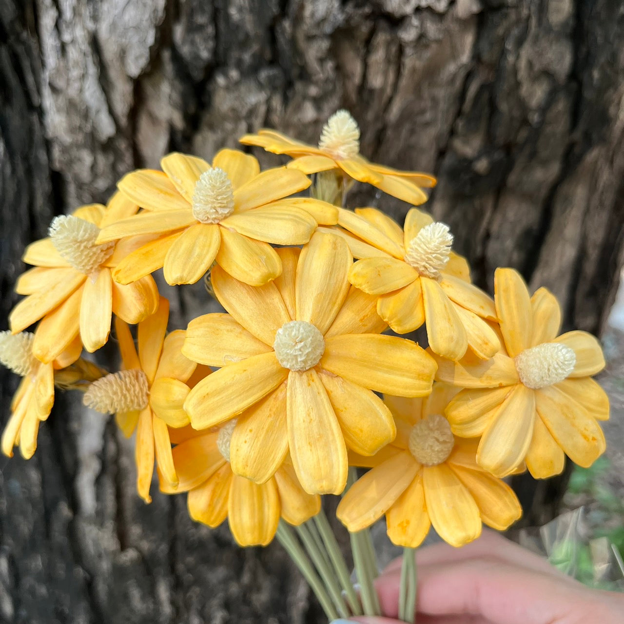 ✿ 台灣現貨 ✿ SH54 小雛菊 原裝 十支裝