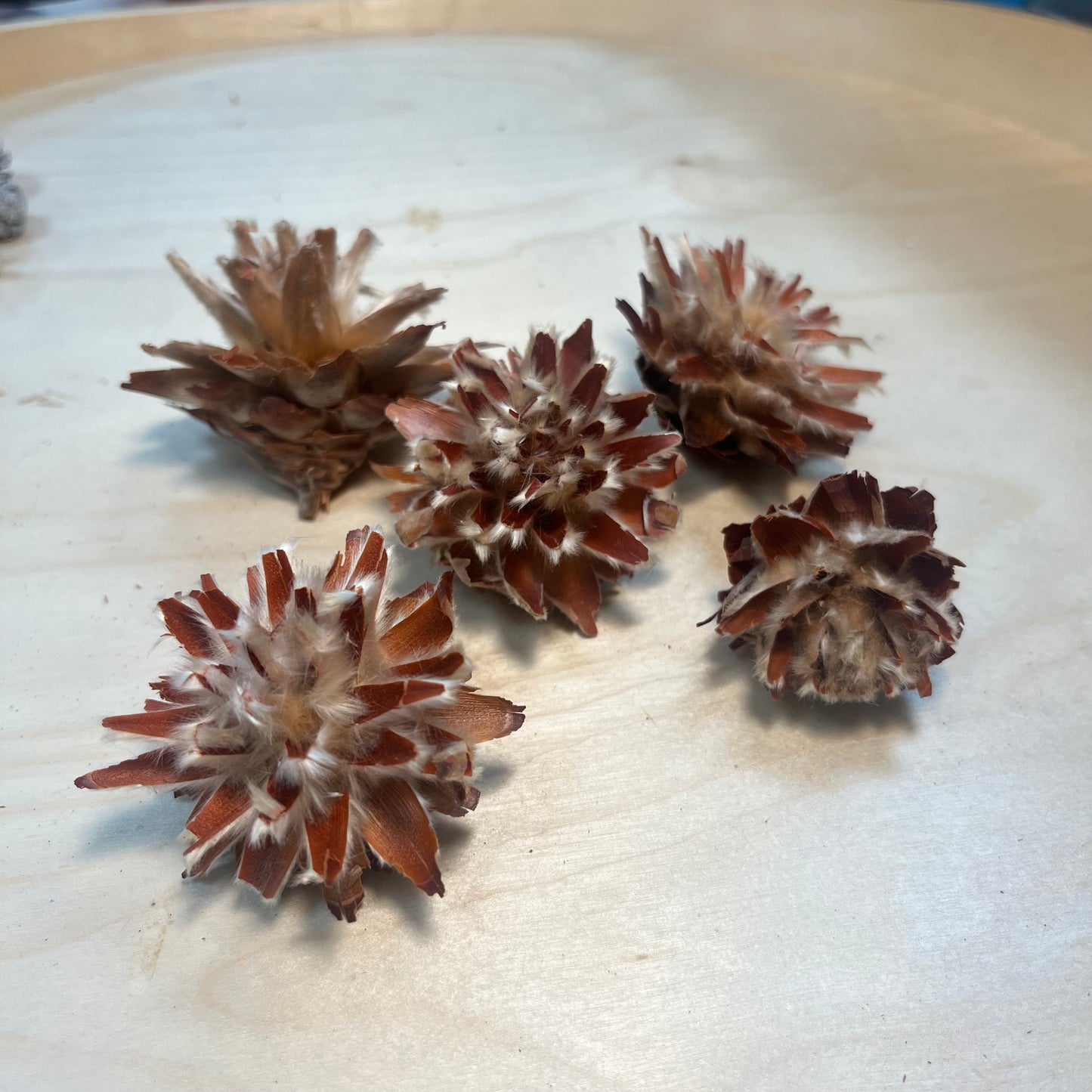 【台灣現貨】DS002綜合果實 日本果實 松果 尤加利果 桉樹果 款式齊全 聖誕花材 裝飾 材料包