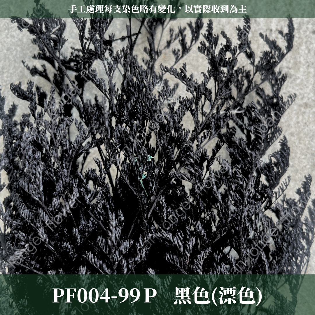 PF004 卡斯比亞/情人草 原裝 台灣現貨