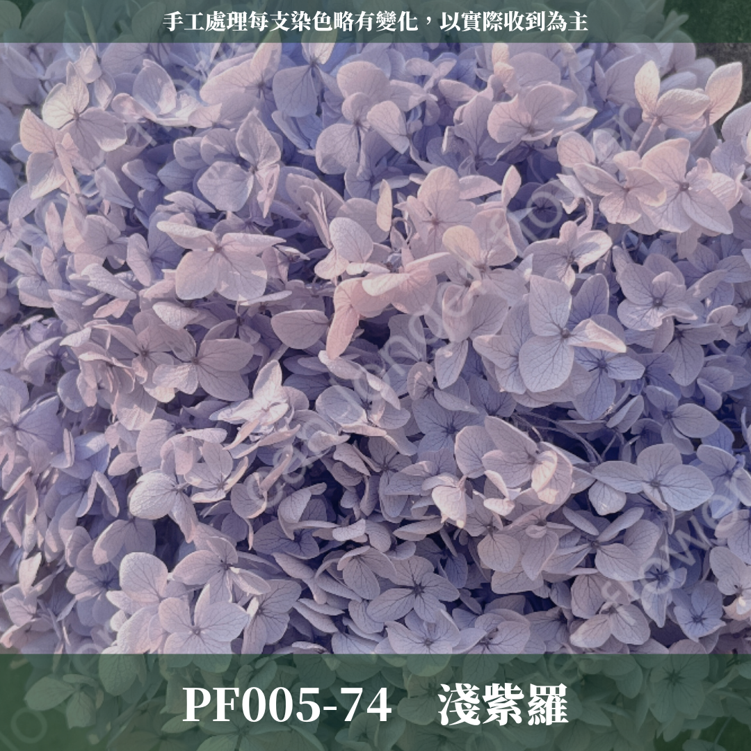 PF005 安娜繡球 單支 繡球花 台灣現貨 繡球 紫陽花