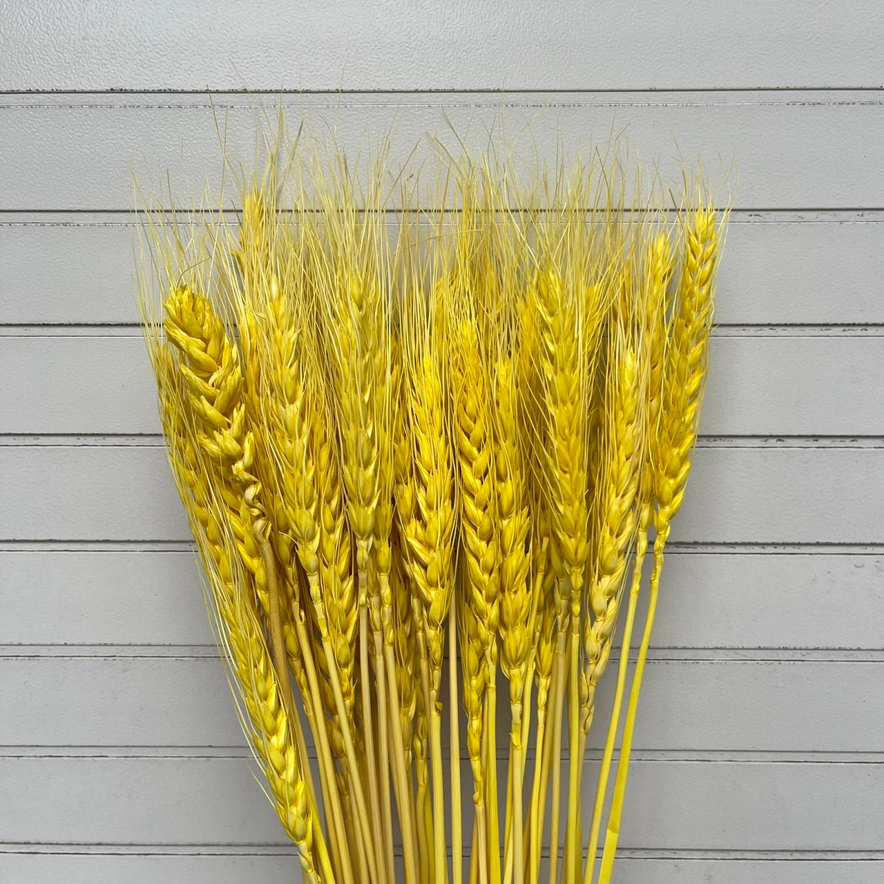 【台灣現貨】DF019-S小麥 麥子 大麥 小份量 拍攝背景道具 居家裝飾花材 手作花材 花藝設計 居家佈置