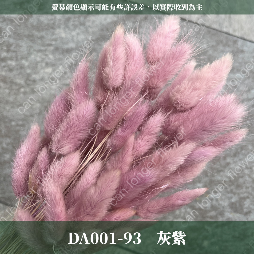 DA001 兔尾草 原裝約50-60支 台灣現貨