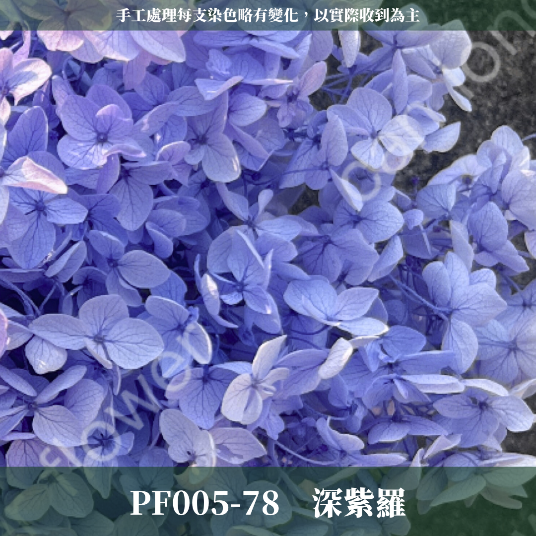 PF005 安娜繡球 單支 繡球花 台灣現貨 繡球 紫陽花