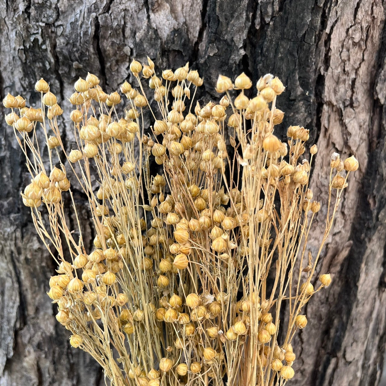 ✿ 台灣現貨 ✿ DA015 臨花