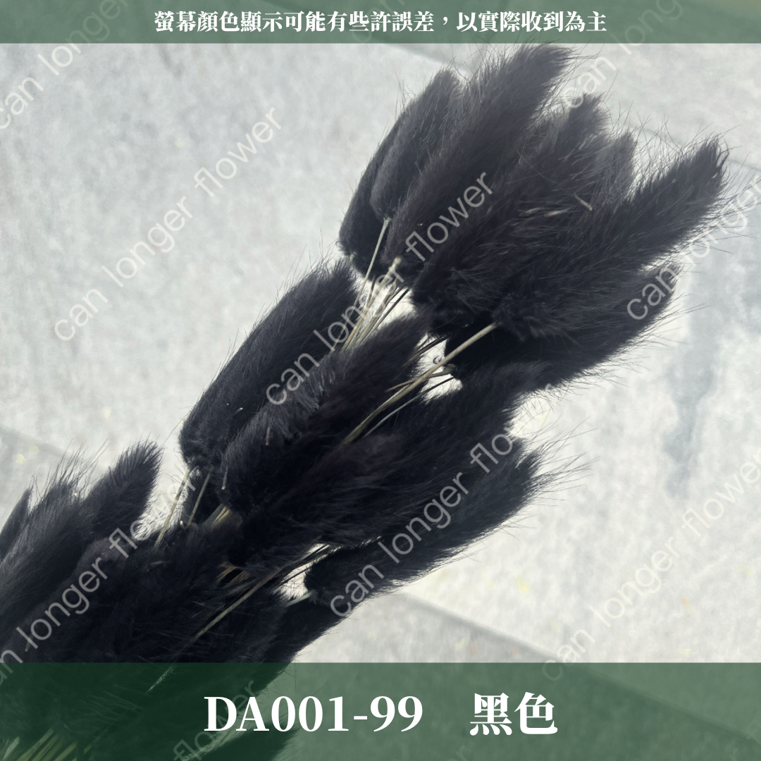 DA001 兔尾草 原裝約50-60支 台灣現貨