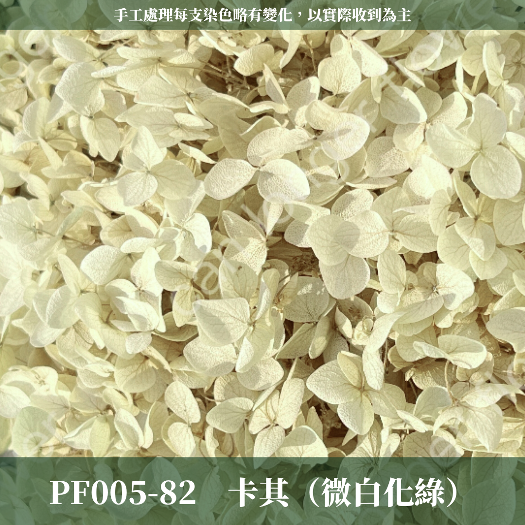 PF005 安娜繡球 單支 繡球花 台灣現貨 繡球 紫陽花
