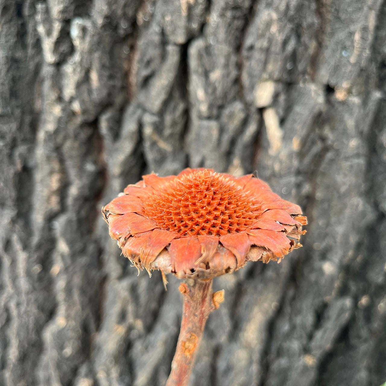 DF015非洲太陽 非洲太陽菊 原裝/小份量 乾燥主花 不凋乾燥花圈 乾燥花素材 居家裝飾花材 花藝設計