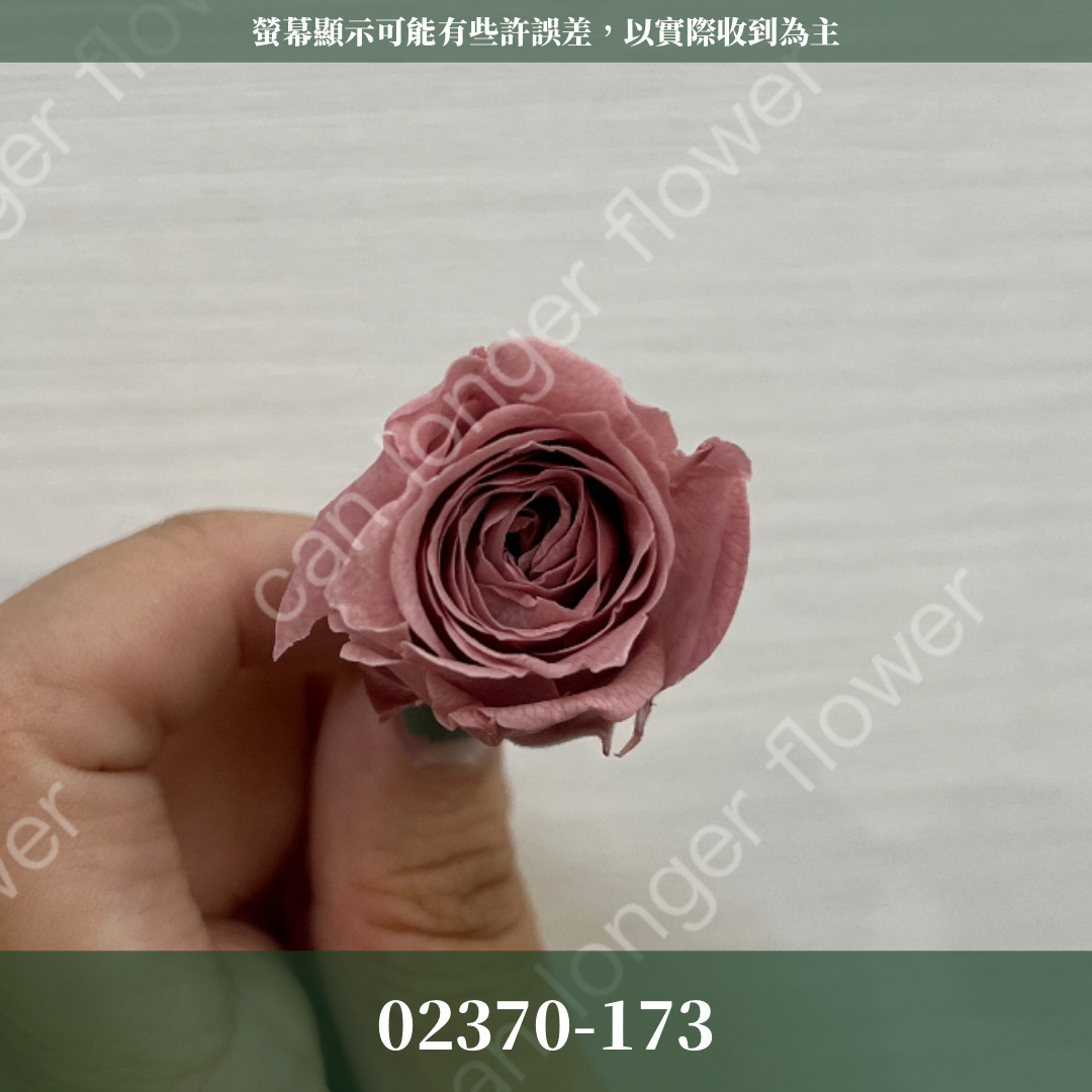 02370 日本迷你玫瑰
