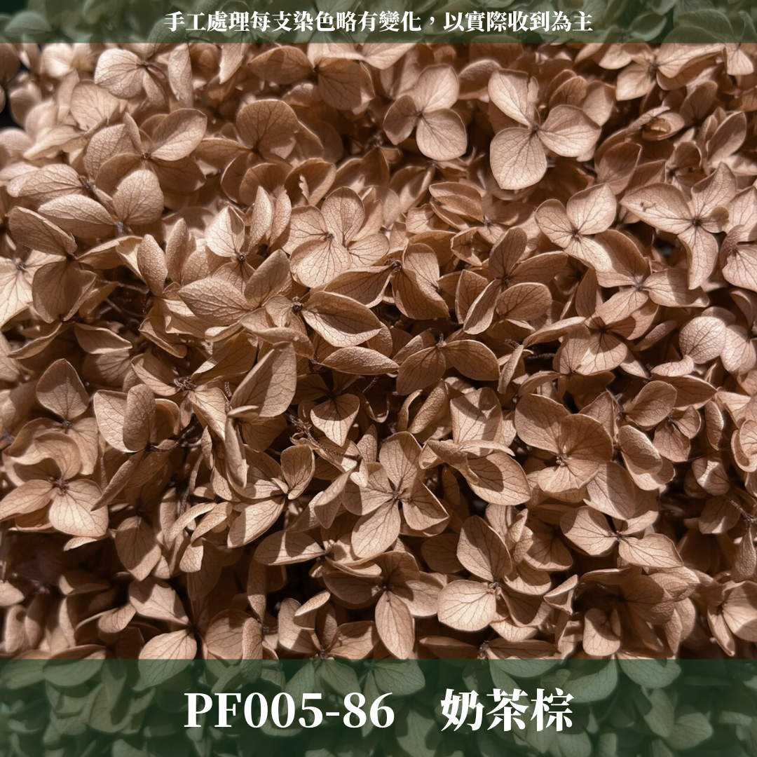 PF005 安娜繡球 單支 繡球花 台灣現貨 繡球 紫陽花