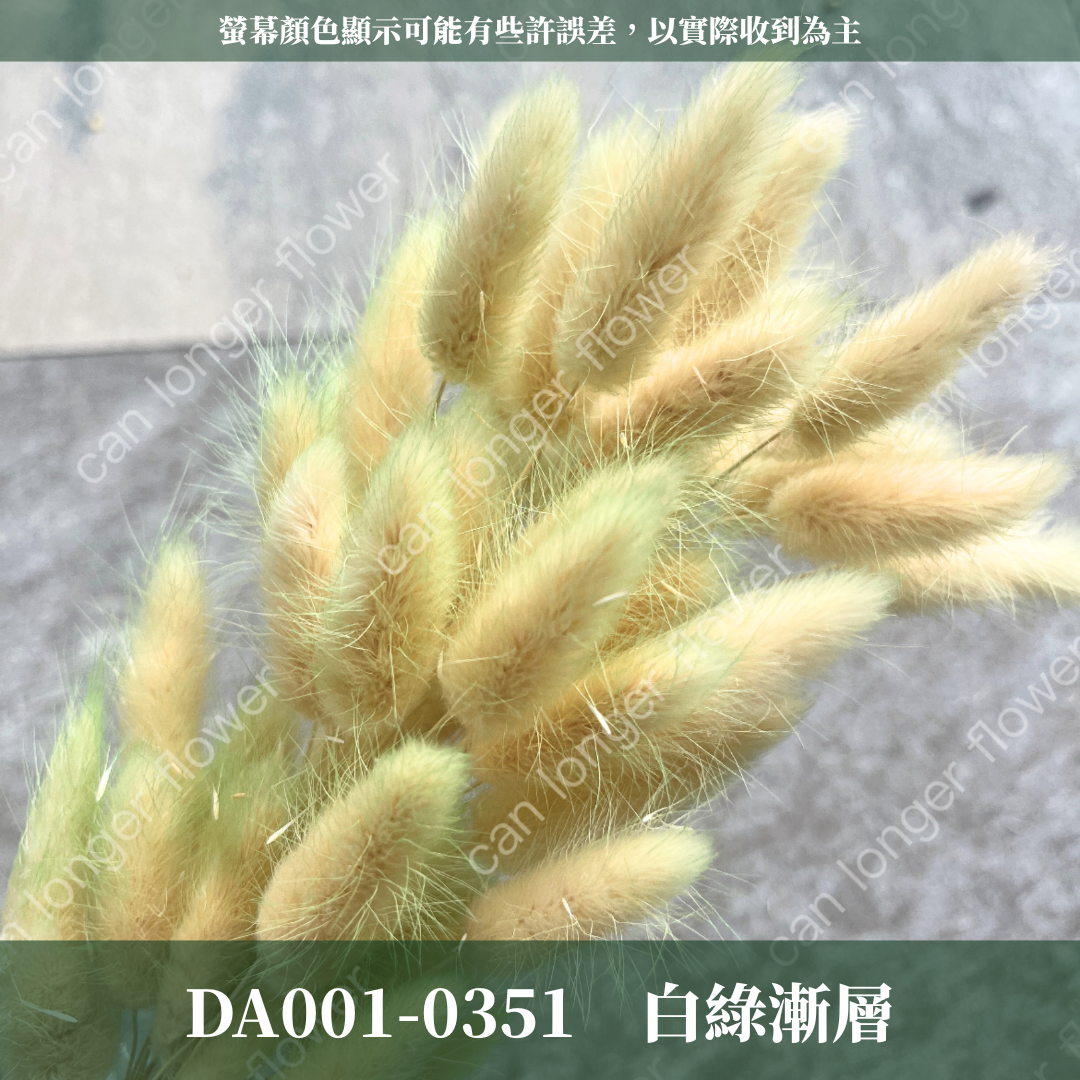 DA001 兔尾草 原裝約50-60支 台灣現貨