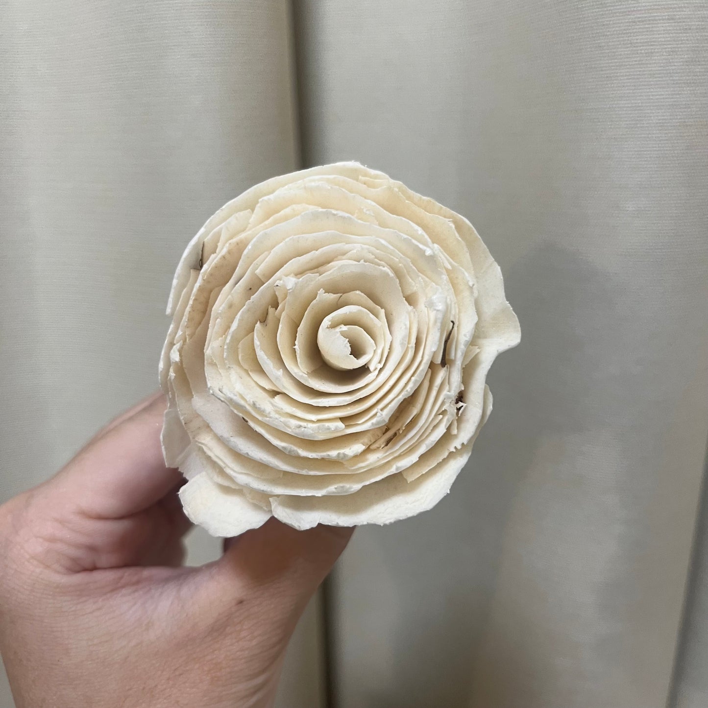 ✿ 台灣現貨 ✿ S-R 索拉花 6CM 通草花 擴香花 波斯 波斯菊 波斯玫瑰