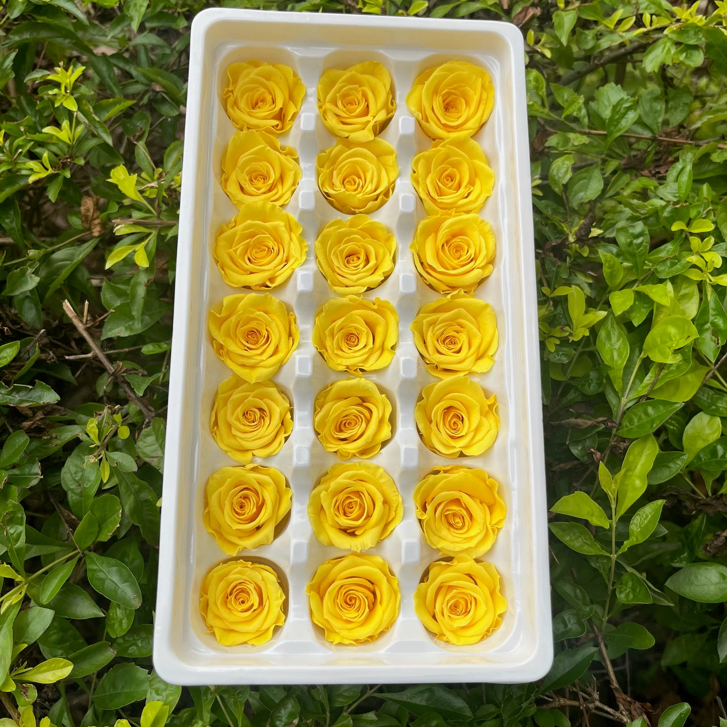 ✿ 台灣現貨 ✿ R21 永生玫瑰 2~3cm玫瑰 A級 21朵裝 不凋花 永生花