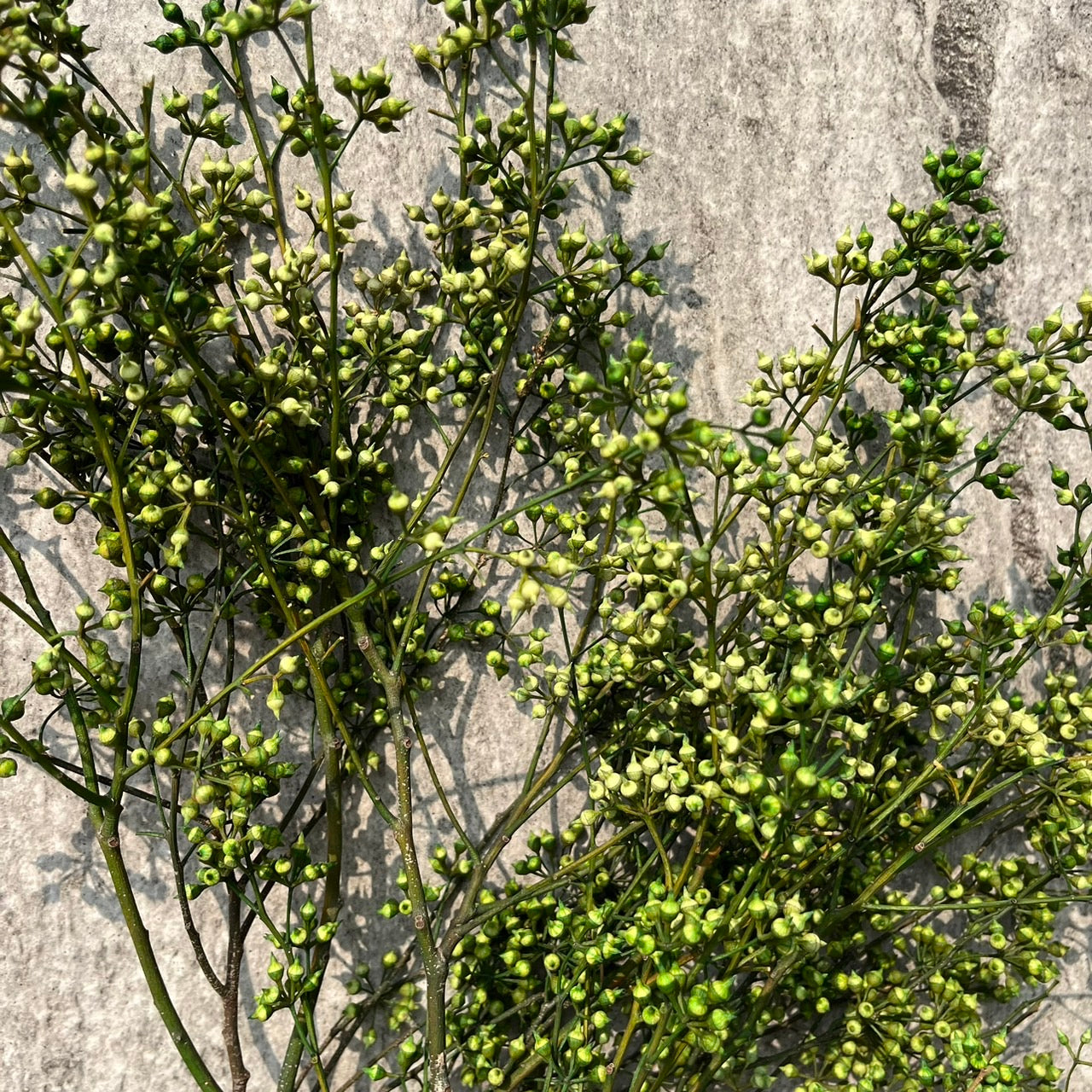 PS001 DS001s小米果 小米尤加利 尤加利果 桉樹果 永生花 乾燥花 居家裝飾花材 手作花材 花藝設計