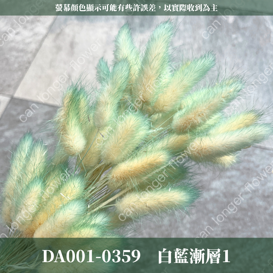 DA001 兔尾草 原裝約50-60支 台灣現貨