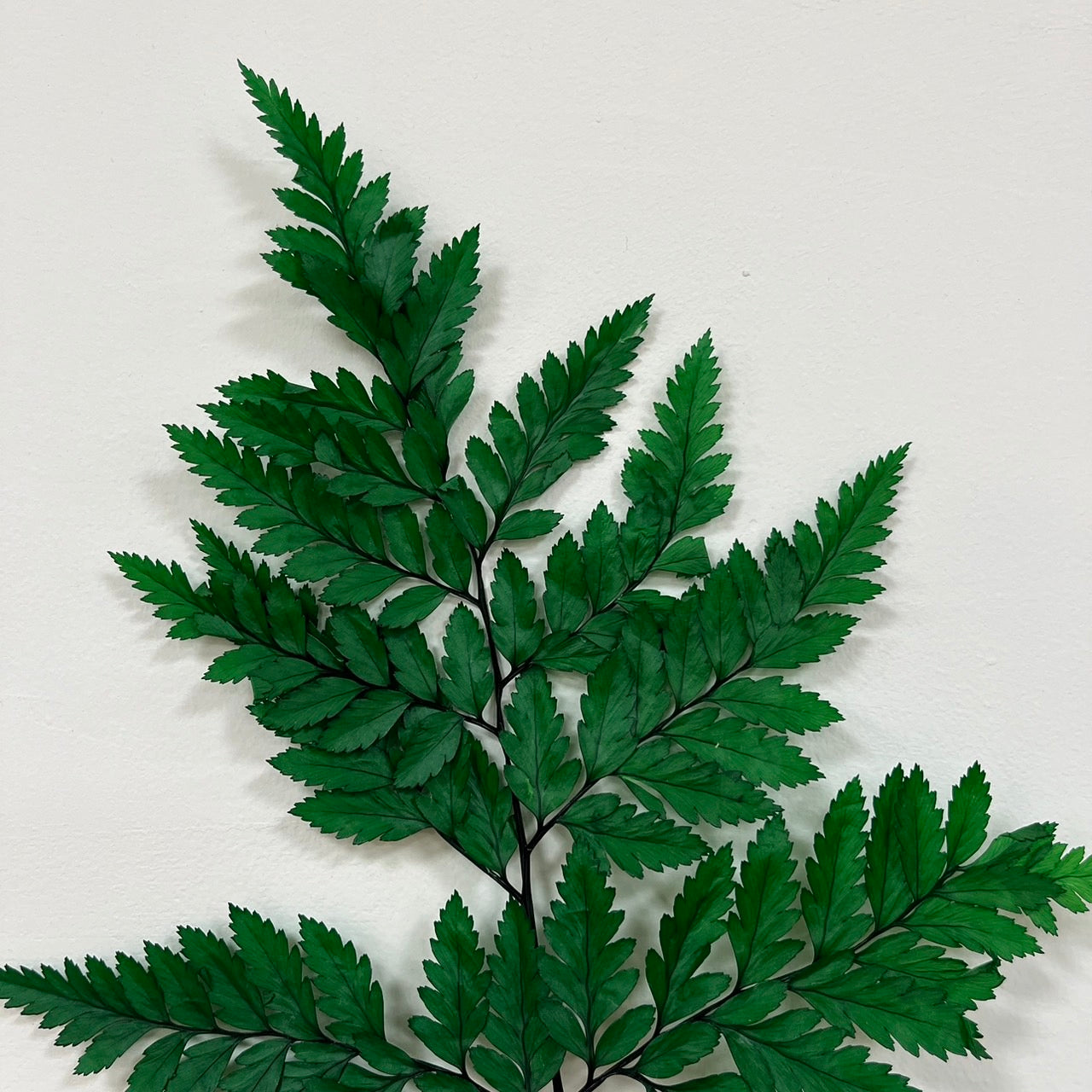 【台灣現貨】PL014 高山羊齒 姬蕨葉 碗蕨 原裝/小份 花盅配件 手作花材 捧花 捧花花材