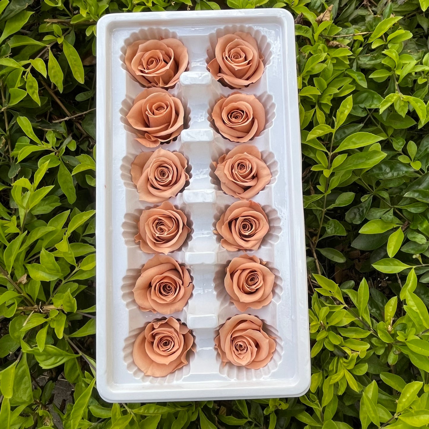 R12 十二輪玫瑰