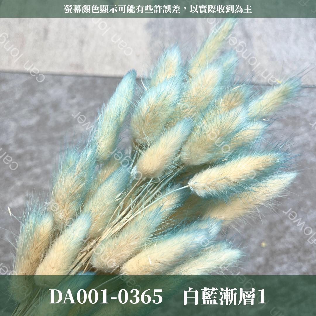 DA001 兔尾草 原裝約50-60支 台灣現貨