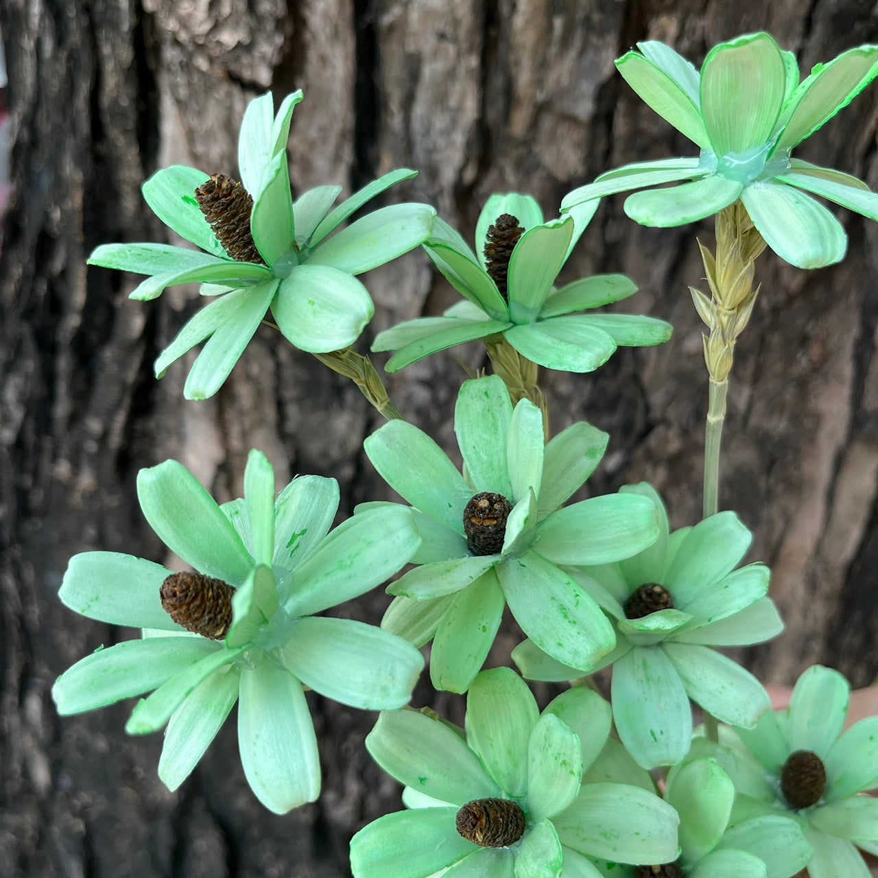 ✿ 台灣現貨 ✿ SH52 瓜子花 原裝 10支裝