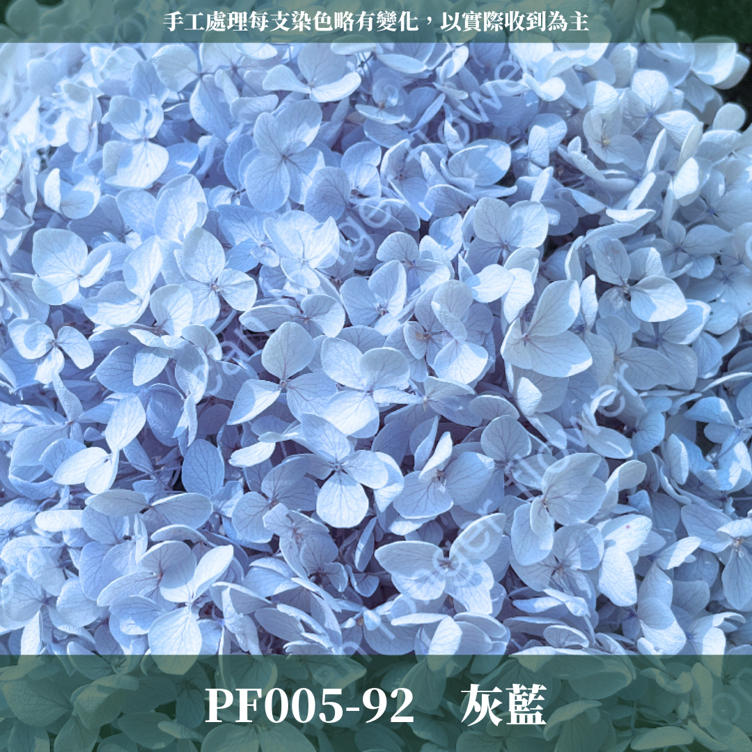 PF005 安娜繡球 單支 繡球花 台灣現貨 繡球 紫陽花