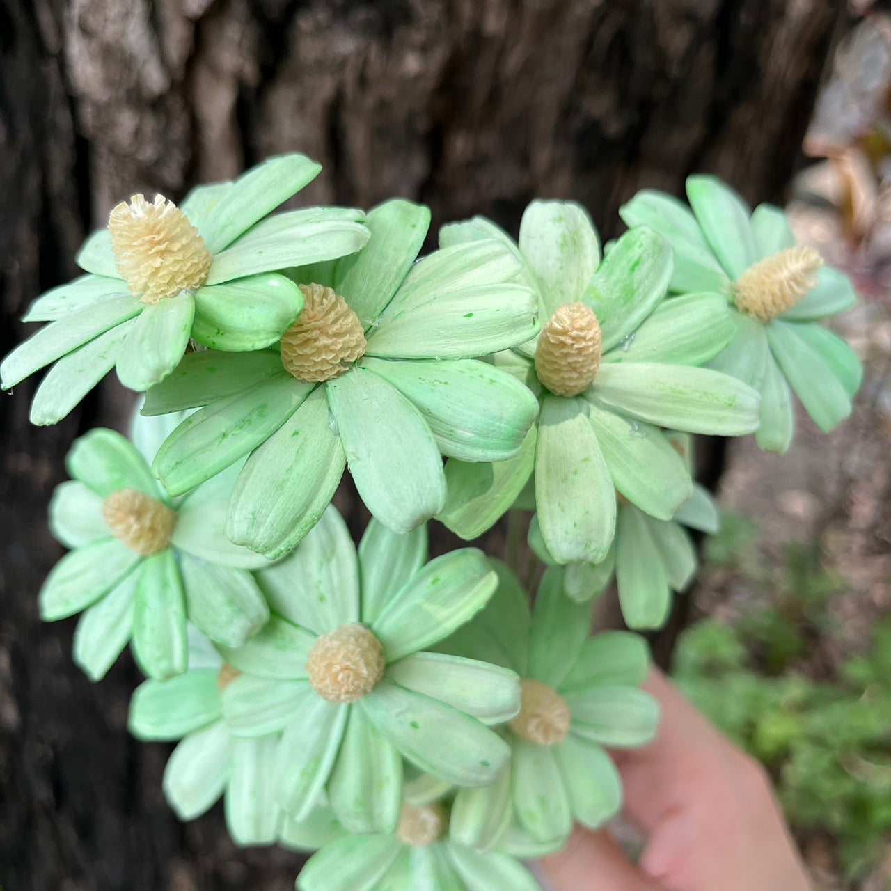 ✿ 台灣現貨 ✿ SH54 小雛菊 原裝 十支裝