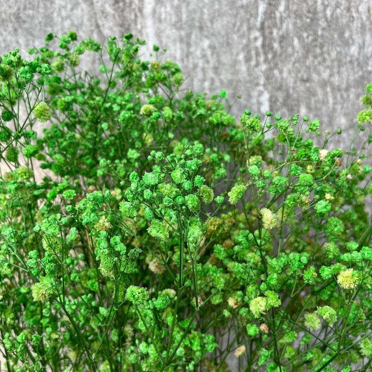 pf001S滿天星 夢幻星 永生花 小份量 捧花胸花 桌花花束 不凋花 手作DIY材料