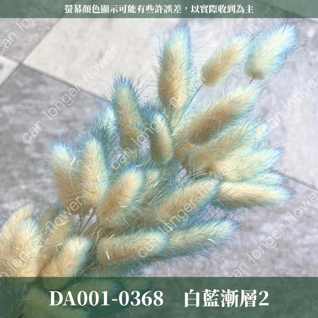 DA001 兔尾草 原裝約50-60支 台灣現貨