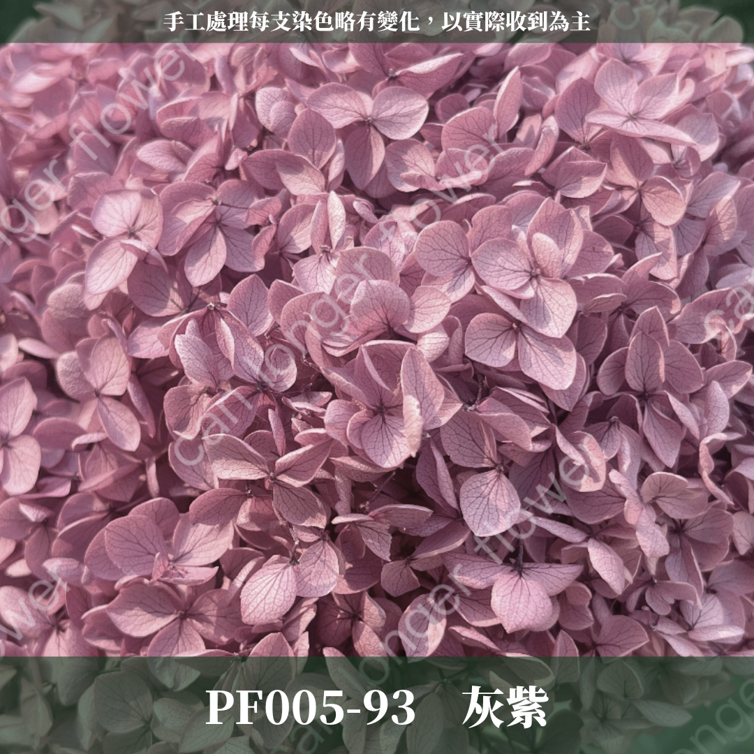 PF005 安娜繡球 單支 繡球花 台灣現貨 繡球 紫陽花