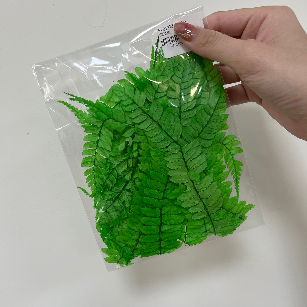 【台灣現貨】PL013 蕨葉 姬蕨葉 碗蕨 高山羊齒 原裝/小份 花盅配件 手作花材 捧花 捧花花材