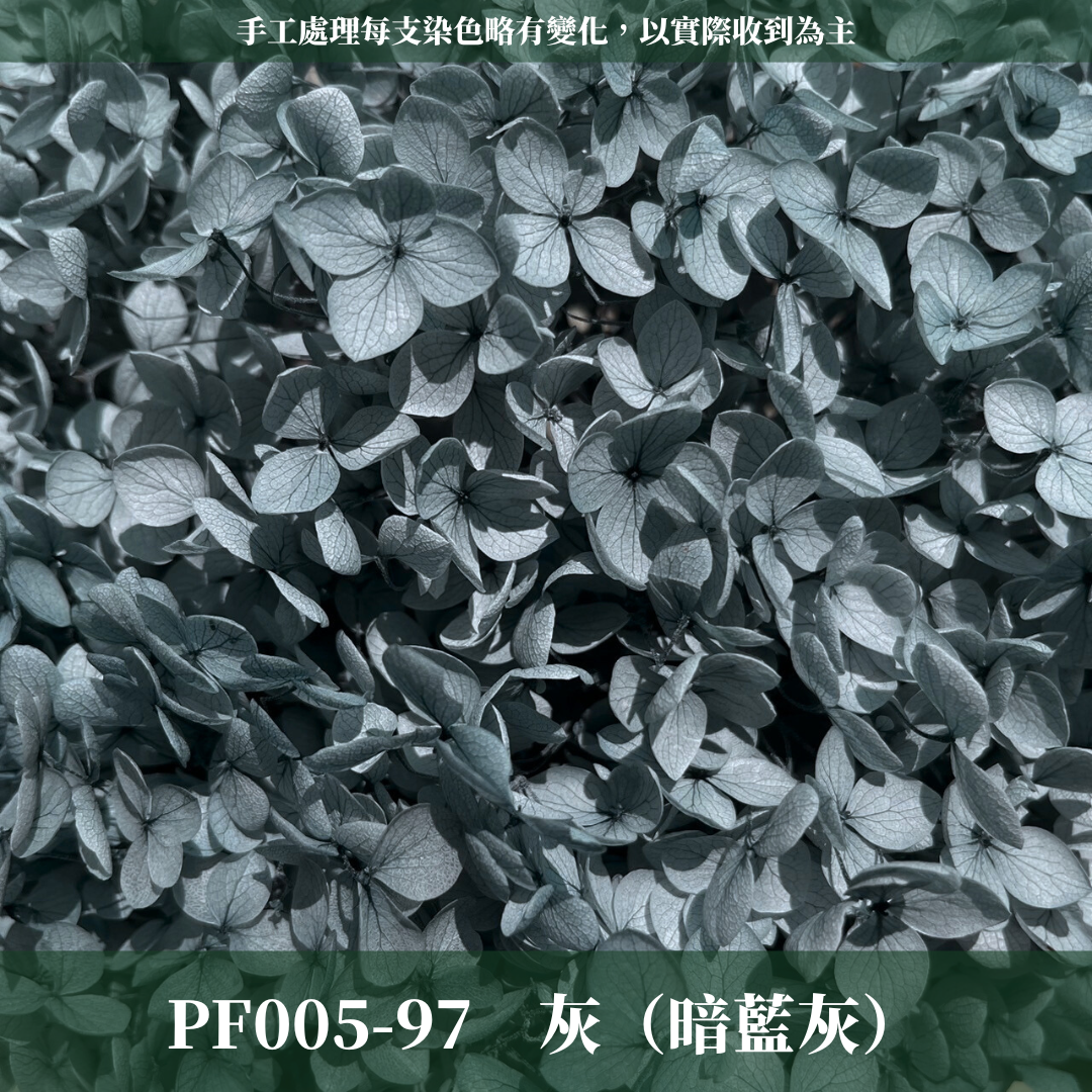 PF005 安娜繡球 單支 繡球花 台灣現貨 繡球 紫陽花