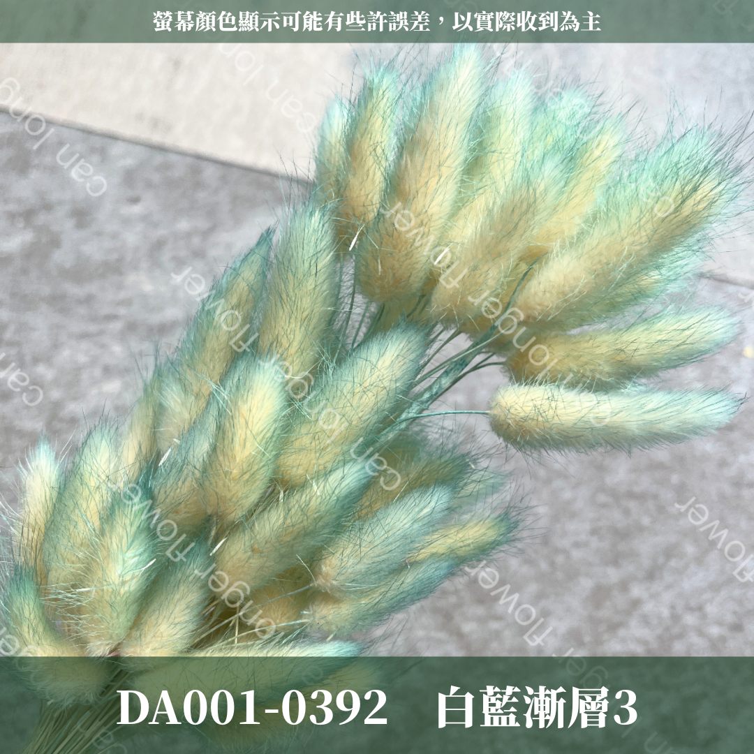 DA001 兔尾草 原裝約50-60支 台灣現貨