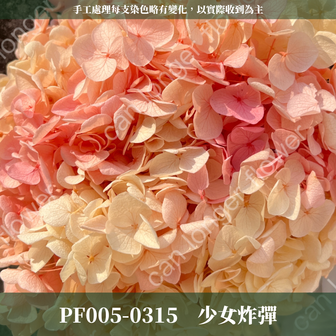 PF005 安娜繡球 單支 繡球花 台灣現貨 繡球 紫陽花