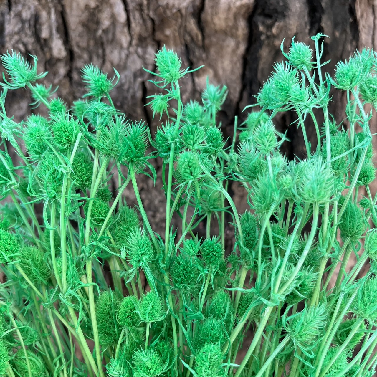 【台灣現貨】PA042小薊果 紫薊花 刺芹花 小薊花 永生 原裝/小份 拍攝拍照背景 捧花 婚禮小物 居家佈置 裝飾