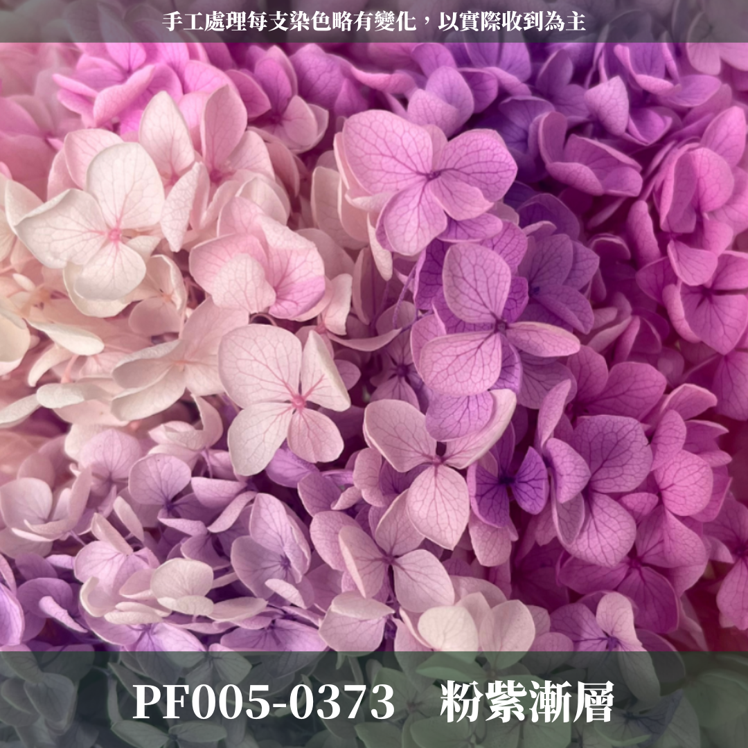 PF005 安娜繡球 單支 繡球花 台灣現貨 繡球 紫陽花
