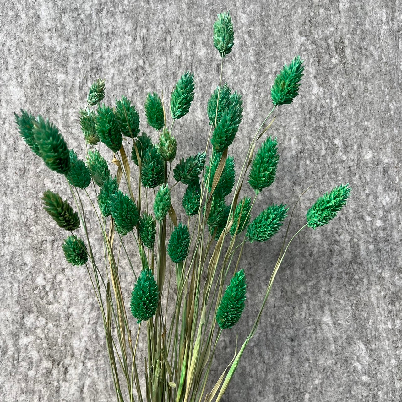 ✿ 台灣現貨 ✿ DA002加那利 小份量 寶石草 佳那利 加納利 小穗花