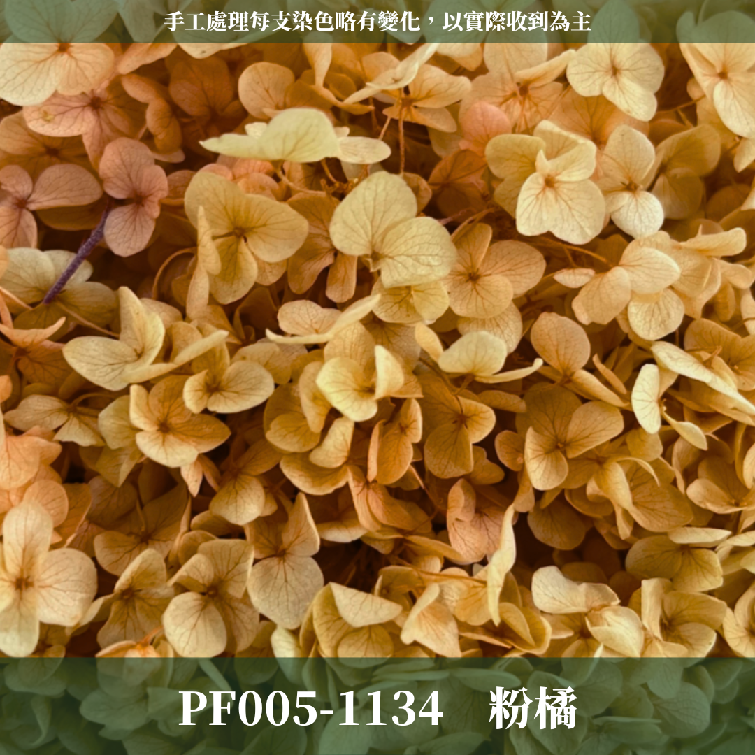 PF005 安娜繡球 單支 繡球花 台灣現貨 繡球 紫陽花