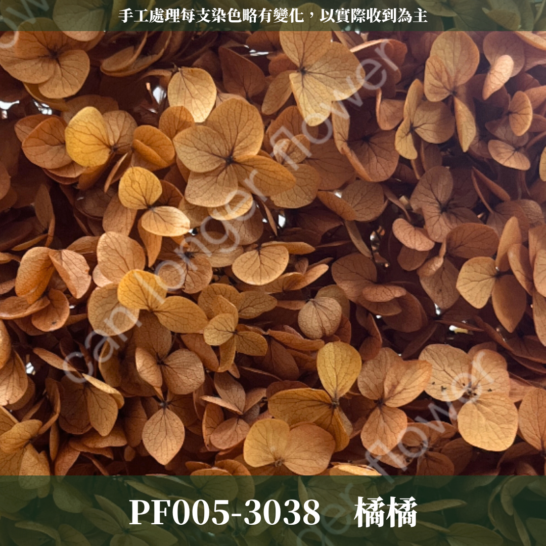 PF005 安娜繡球 單支 繡球花 台灣現貨 繡球 紫陽花