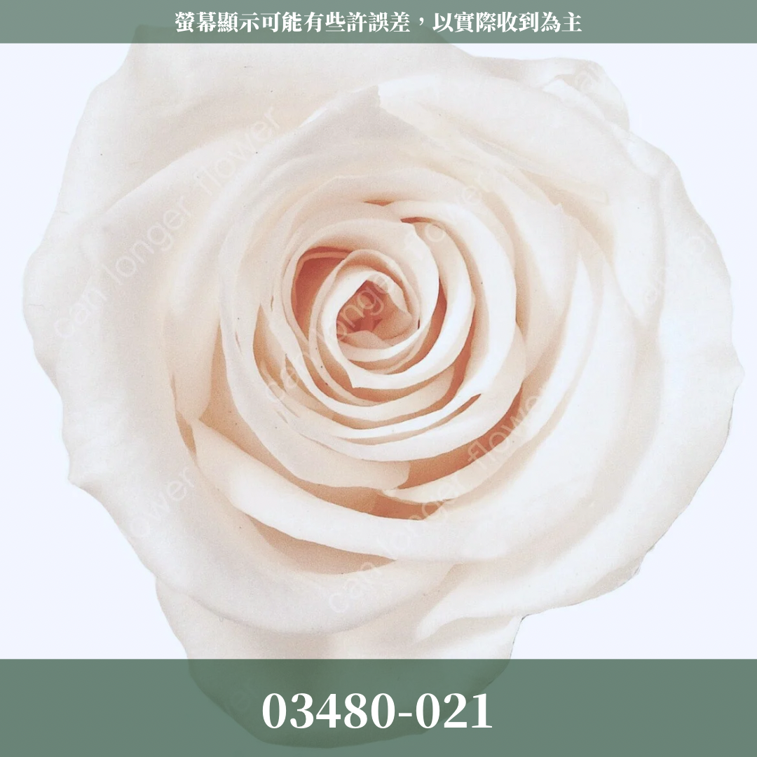 【台灣現貨】花大伯 03480 日本大地農園 中玫瑰 9朵裝 原裝 款式色彩齊全 永生玫瑰 不凋玫瑰