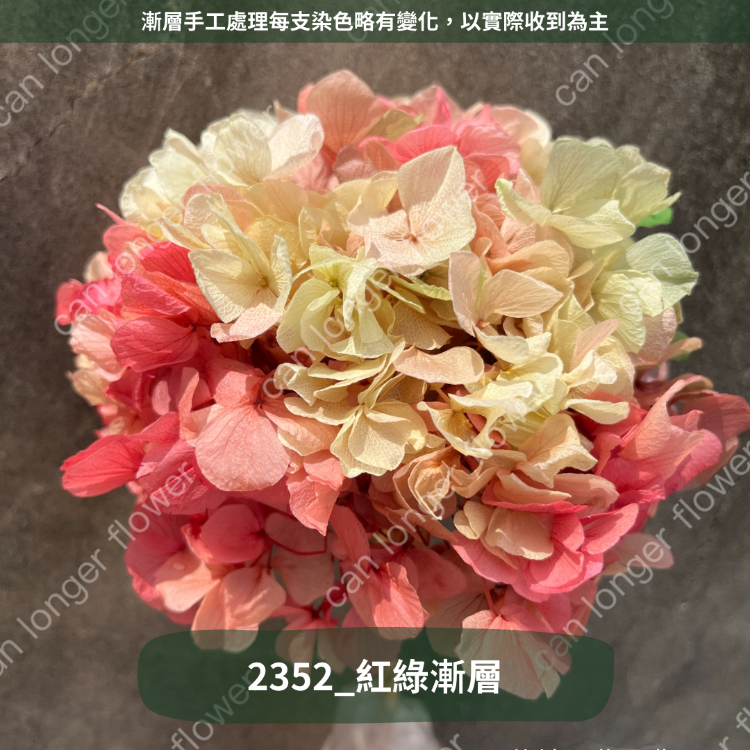 ✿ 台灣現貨 ✿ PF005B大葉繡球
