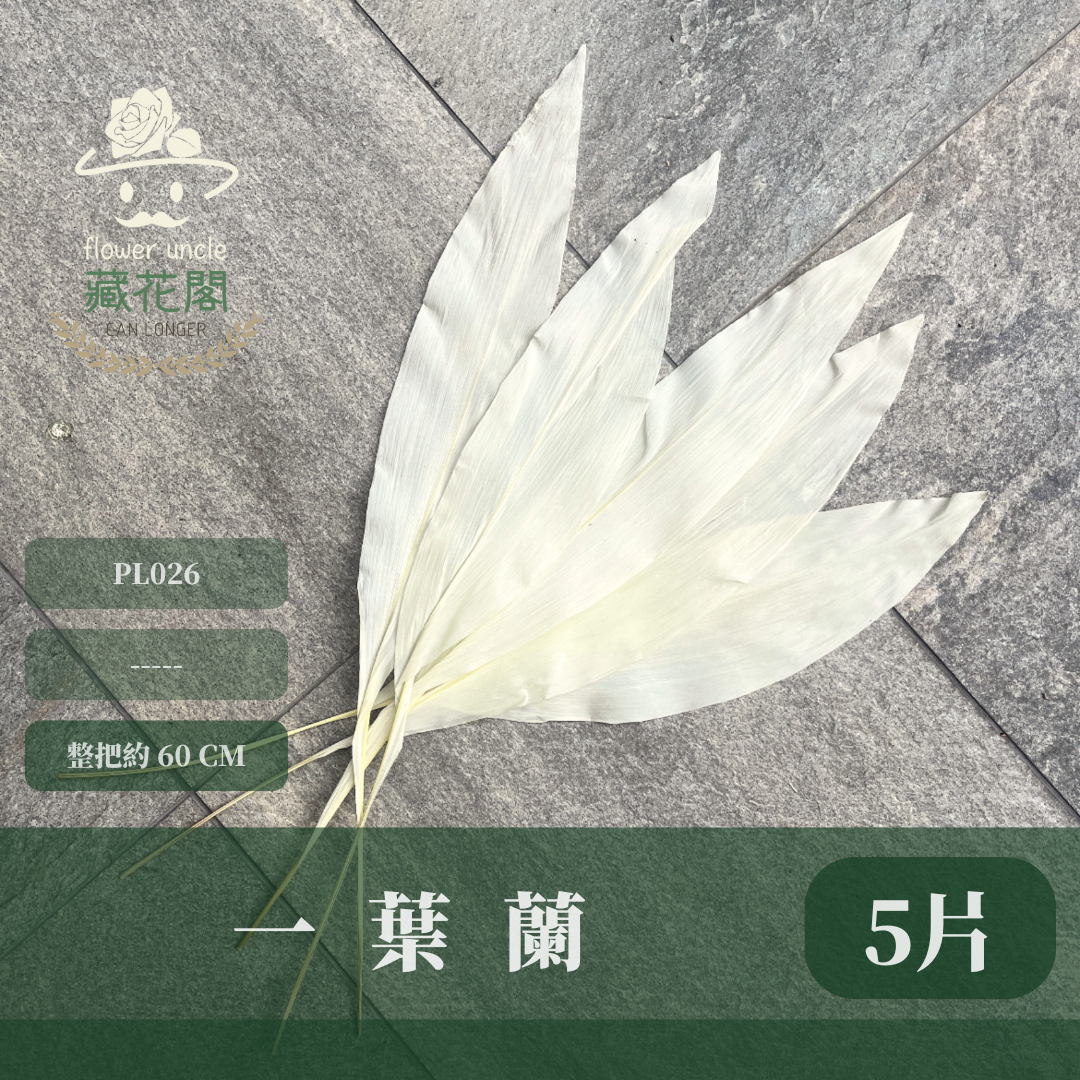 PL026 一葉蘭 (五支裝)台灣現貨 一葉致富 大型花藝花材
