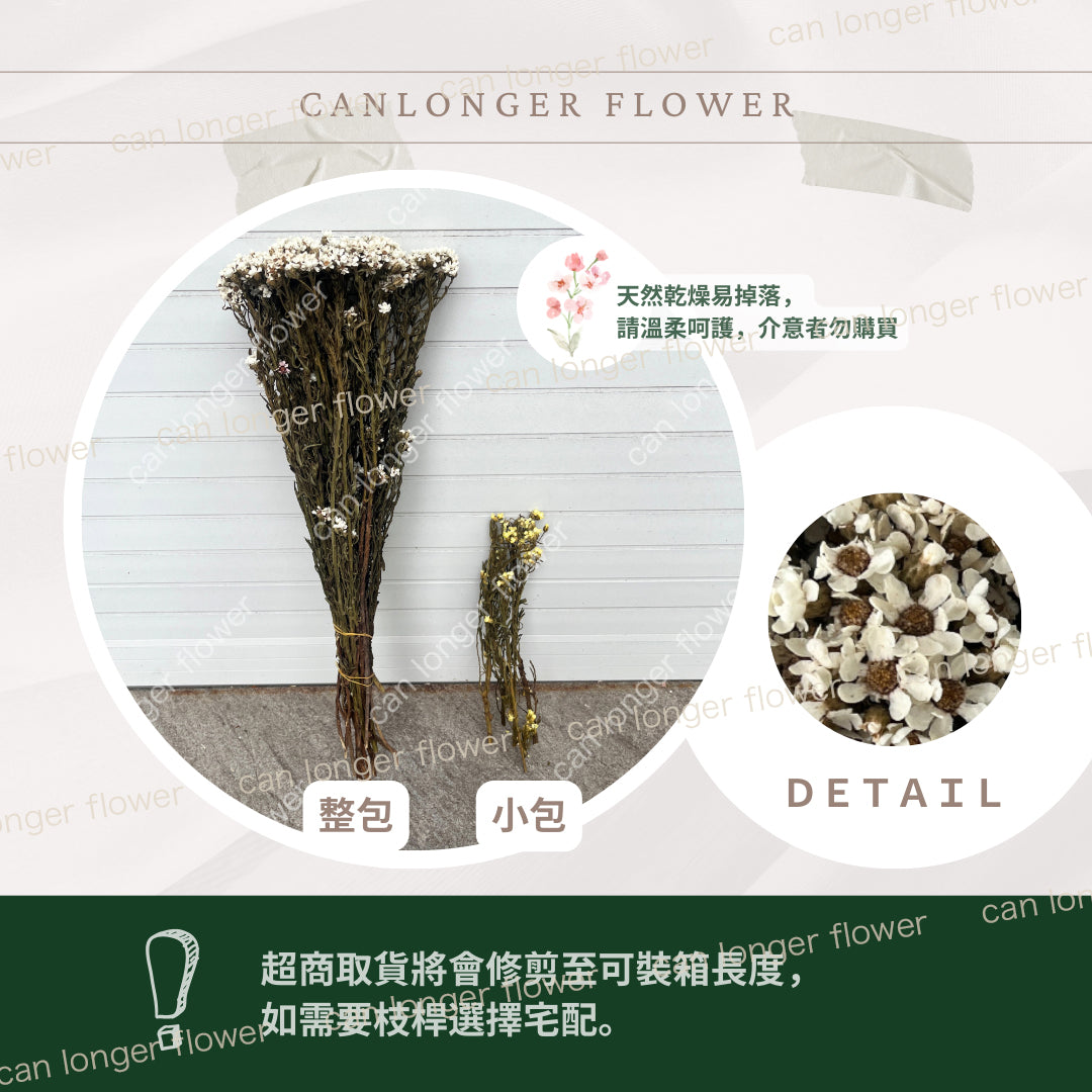✿ 台灣現貨 ✿ DA036 法國白梅 (約80克)