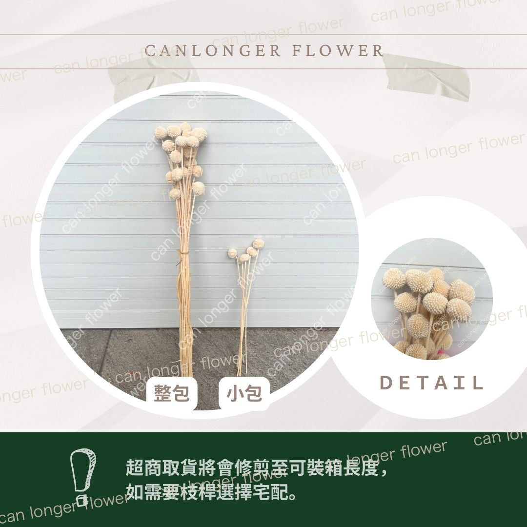✿ 台灣現貨 ✿ PA003 金杖球